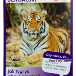 PaxToy 52 Tygrys Bengalski