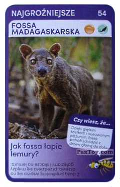PaxToy.com 54 Fossa Madagaskarska из Biedronka: Super zwierzaki