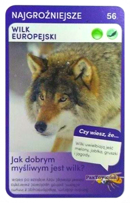 PaxToy.com  Карточка / Card 56 Wilk Europejski из Biedronka: Super zwierzaki