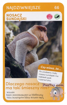 PaxToy.com  Карточка / Card 66 Nosacz Sundajski из Biedronka: Super zwierzaki