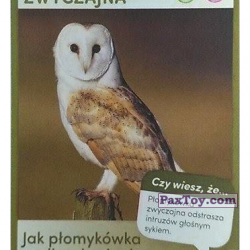 PaxToy 84 Plomykowka Zwyczajna