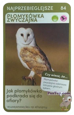 PaxToy.com  Карточка / Card 84 Plomykowka Zwyczajna из Biedronka: Super zwierzaki