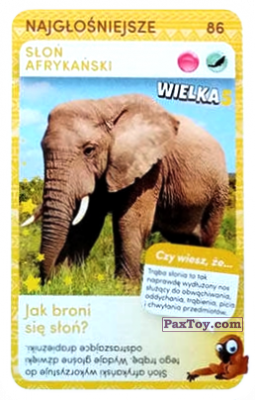 PaxToy.com  Карточка / Card 86 Slon Afrykanski из Biedronka: Super zwierzaki