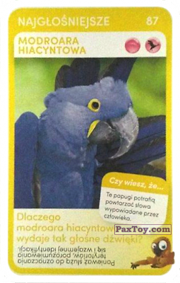 PaxToy.com  Карточка / Card 87 Modroara Hiacyntowa из Biedronka: Super zwierzaki