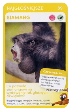 PaxToy.com 89 Siamang из Biedronka: Super zwierzaki