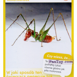PaxToy 90 Swierszcz Arachnoscelis Arachnoides