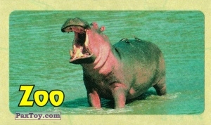 PaxToy.com 07 Hippopotamus (30мм Fasson) из Жуйка: Zoo