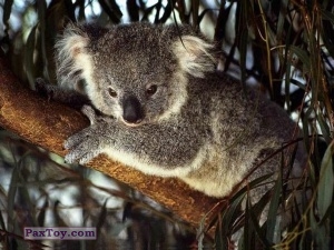 PaxToy (33мм) 01 Koala Original