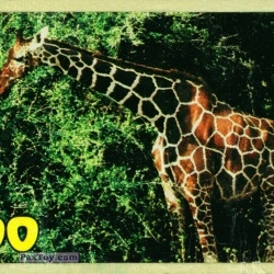 PaxToy (33мм) 02 Giraffe