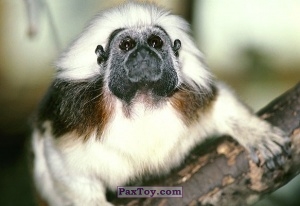PaxToy 14 (Original) Tamarin