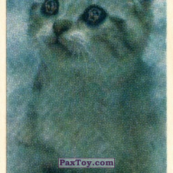 PaxToy 06 Милый котёнок