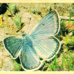 PaxToy (Широкая + Мутный лого) 05